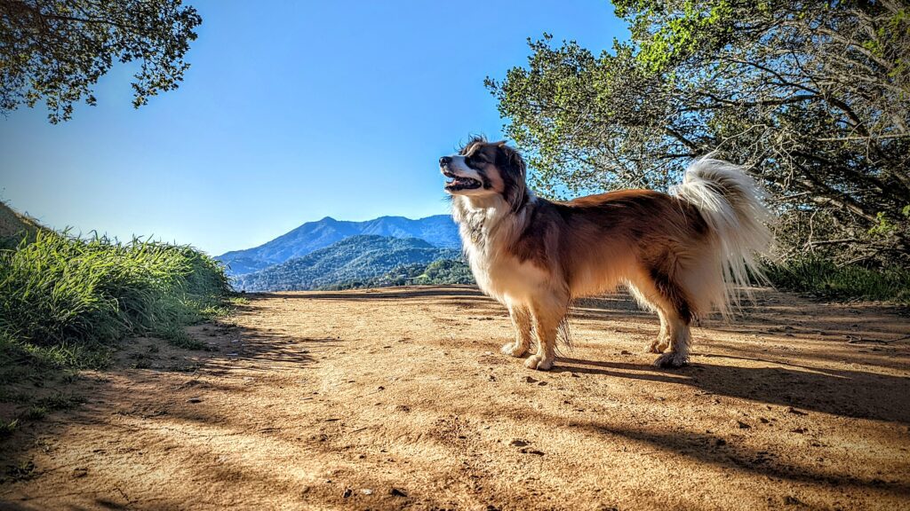 Dog with Mountain background